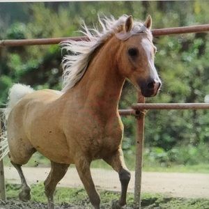 Meet your Posher, Carissa